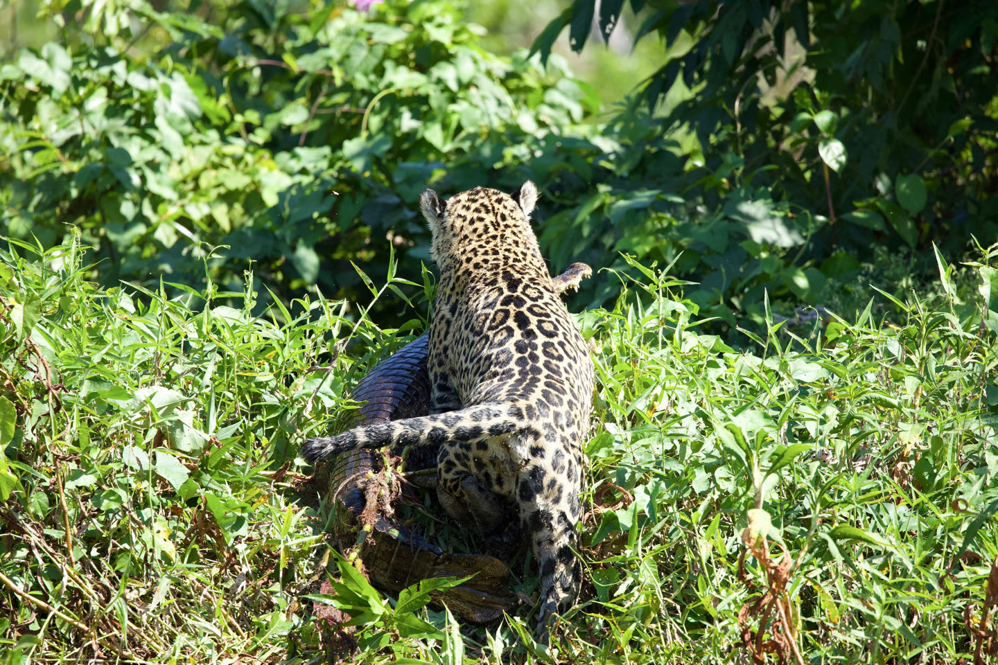 Porto Jofre & Pantanal: In the Kingdom of the Jaguar